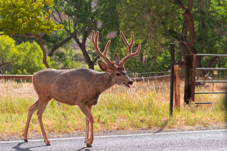 deers on the road Scenic Byway in Capitol Reef National Park in United States of Americaの写真素材