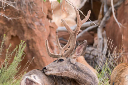 deers on the road Scenic Byway in Capitol Reef National Park in United States of Americaの写真素材