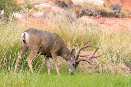 deers on the road Scenic Byway in Capitol Reef National Park in United States of Americaの写真素材