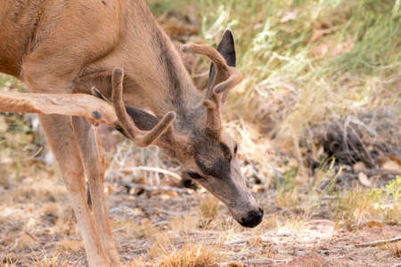 deers on the road Scenic Byway in Capitol Reef National Park in United States of Americaの写真素材