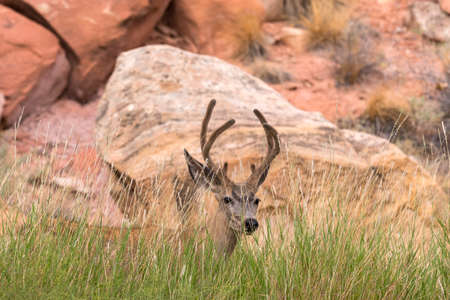 deers on the road Scenic Byway in Capitol Reef National Park in United States of Americaの写真素材