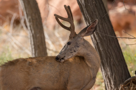 deers on the road Scenic Byway in Capitol Reef National Park in United States of Americaの写真素材