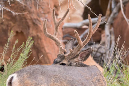 deers on the road Scenic Byway in Capitol Reef National Park in United States of Americaの写真素材