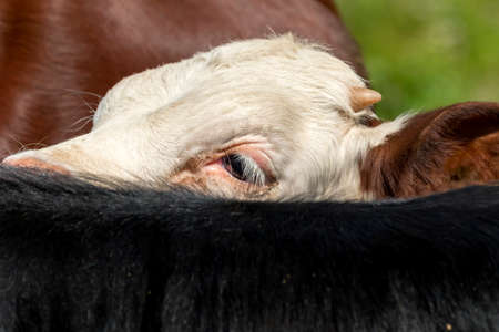 caw on a meadow in Ceresole Reale in Piedmont in Liguria in Italyの写真素材