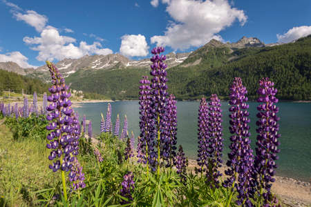 flower, plant and trees around Ceresole Reale lake in Piedmont in Italy