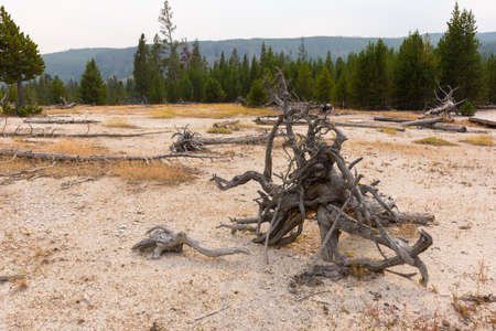 trees, river, Geyser and hot spring in old faithful basin in Yellowstone National Park in Wyomingの写真素材