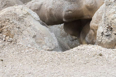 trees, river, Geyser and hot spring in old faithful basin in Yellowstone National Park in Wyomingの写真素材