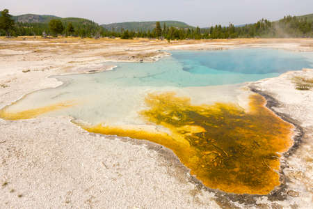 trees, river, Geyser and hot spring in old faithful basin in Yellowstone National Park in Wyomingの写真素材