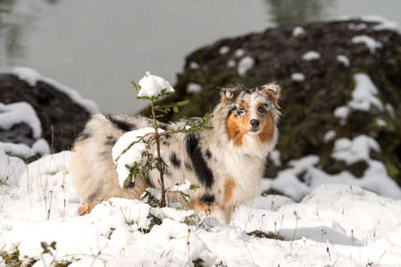 trees, mountain paths under the first snow on the lake of carezza in trentino alto adige in italyの写真素材