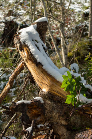 trees, mountain paths under the first snow on the lake of carezza in trentino alto adige in italyの写真素材