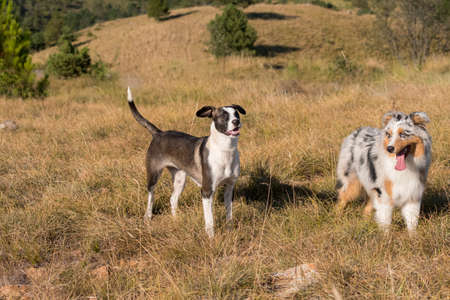 blue merle Australian shepherd puppy dog runs and jump on the meadow of the Praglia with a pitbull...