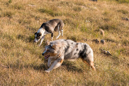 blue merle Australian shepherd puppy dog runs and jump on the meadow of the Praglia with a pitbull puppy dog in Liguria in Italyの写真素材