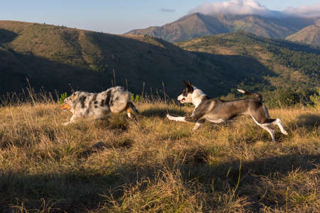 blue merle Australian shepherd puppy dog runs and jump on the meadow of the Praglia with a pitbull...