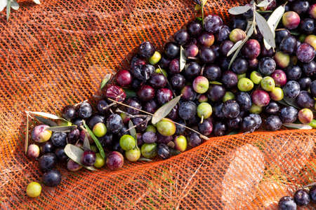 olive harvest with orange nets in Keratea in Greeceの写真素材
