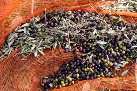 olive harvest with orange nets in Keratea in Greeceの写真素材