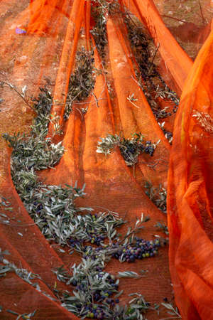 olive harvest with orange nets in Keratea in Greeceの写真素材