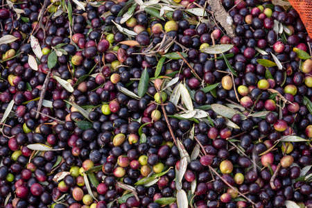 olive harvest with orange nets in Keratea in Greeceの写真素材
