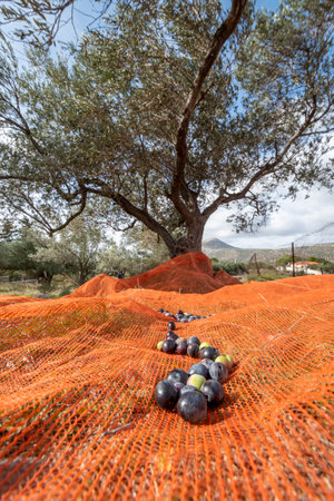 olive harvest with orange nets in Keratea in Greeceの写真素材