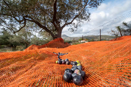 olive harvest with orange nets in Keratea in Greeceの写真素材