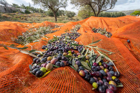 olive harvest with orange nets in Keratea in Greeceの写真素材