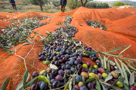 olive harvest with orange nets in Keratea in Greeceの写真素材