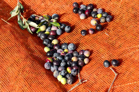 olive harvest with orange nets in Keratea in Greeceの写真素材