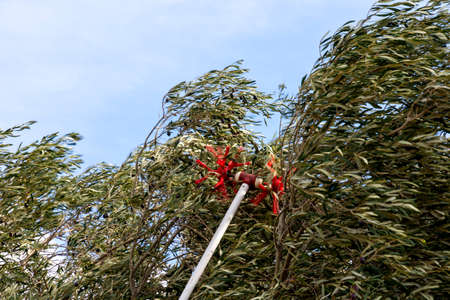 olive harvest with electric olive rake tool in Keratea in Greece
