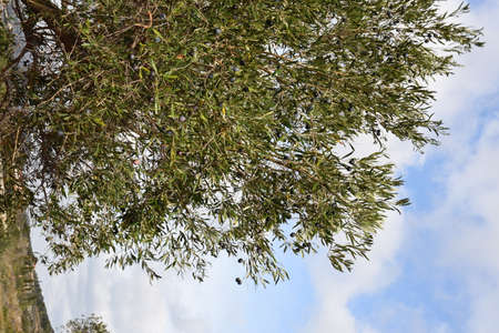 olive harvest with electric olive rake tool in Keratea in Greeceの写真素材