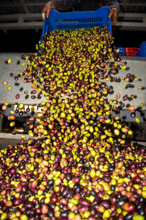 transformation of olives into oil in an oil mill in greeceの写真素材
