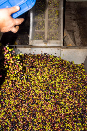 transformation of olives into oil in an oil mill in greeceの写真素材