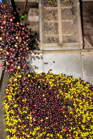 transformation of olives into oil in an oil mill in greeceの写真素材