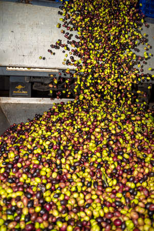 transformation of olives into oil in an oil mill in greeceの写真素材