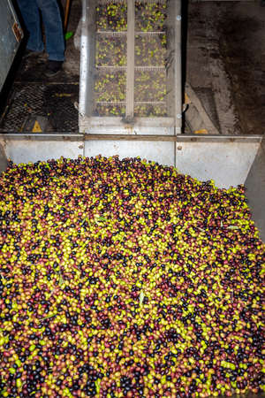 transformation of olives into oil in an oil mill in greeceの写真素材