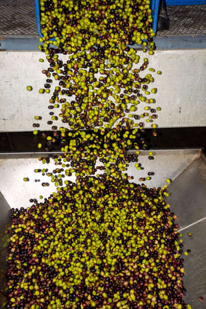 transformation of olives into oil in an oil mill in greeceの写真素材
