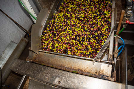 transformation of olives into oil in an oil mill in greeceの写真素材