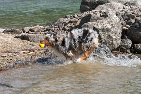 blue merle Australian shepherd puppy dog runs on the shore of the Ceresole Reale lake in Piedmont in Italyの写真素材