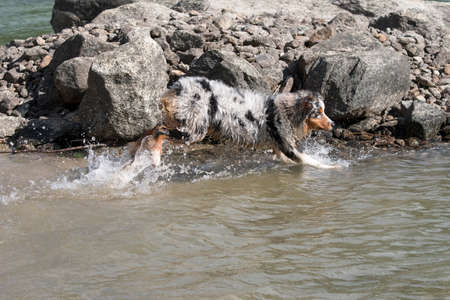 blue merle Australian shepherd puppy dog runs on the shore of the Ceresole Reale lake in Piedmont in Italyの写真素材