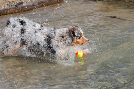 blue merle Australian shepherd puppy dog runs on the shore of the Ceresole Reale lake in Piedmont in Italyの写真素材