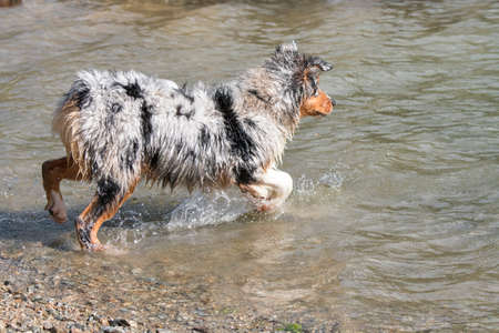 blue merle Australian shepherd puppy dog runs on the shore of the Ceresole Reale lake in Piedmont in Italyの写真素材