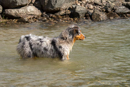 blue merle Australian shepherd puppy dog runs on the shore of the Ceresole Reale lake in Piedmont in Italyの写真素材