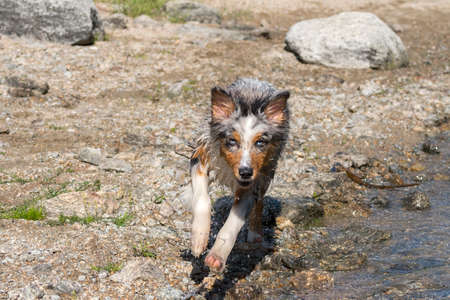 blue merle Australian shepherd puppy dog runs on the shore of the Ceresole Reale lake in Piedmont in Italyの写真素材
