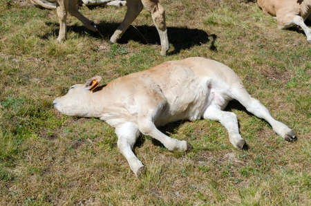 Calves sucking the milk from the cow in the Piedmont pastures in Italyの写真素材
