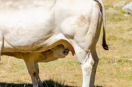 Calves sucking the milk from the cow in the Piedmont pastures in Italyの写真素材