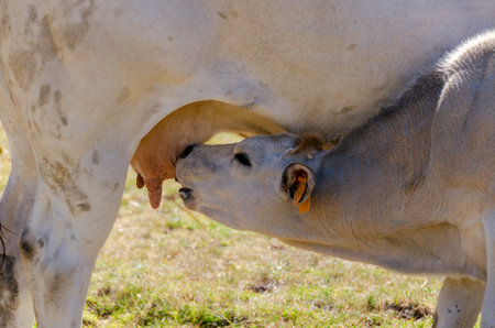 Calves sucking the milk from the cow in the Piedmont pastures in Italyの写真素材