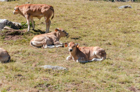 Calves sucking the milk from the cow in the Piedmont pastures in Italyの写真素材