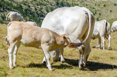 Calves sucking the milk from the cow in the Piedmont pastures in Italyの写真素材