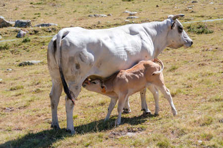 Calves sucking the milk from the cow in the Piedmont pastures in Italyの写真素材