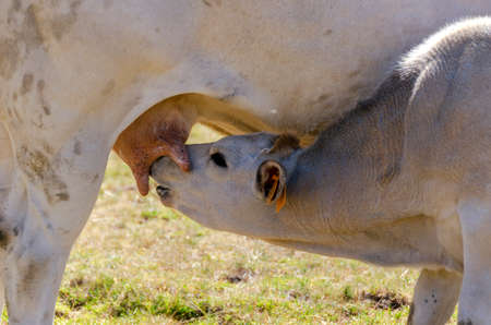 Calves sucking the milk from the cow in the Piedmont pastures in Italyの写真素材
