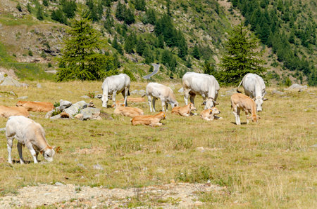 Calves sucking the milk from the cow in the Piedmont pastures in Italyの写真素材