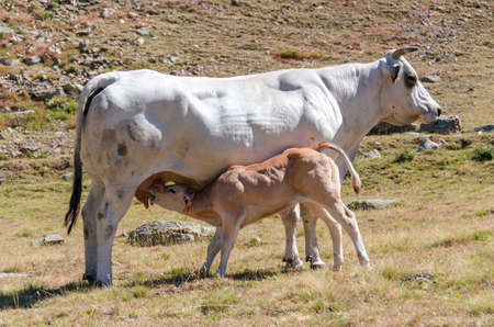 Calves sucking the milk from the cow in the Piedmont pastures in Italyの写真素材